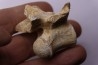crocodylus spenceri vertebra