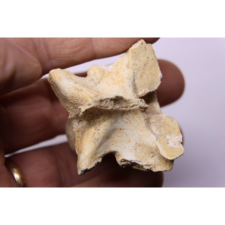 vertèbre  de  crocodylus spenceri