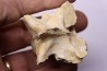 crocodylus spenceri vertebra