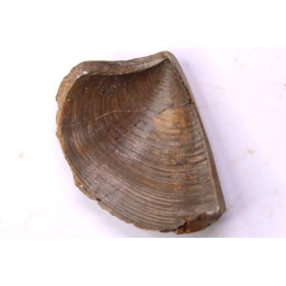 LAEVAPTYCHUS LATUS - Kimmeridgien  Geisingen, Germany