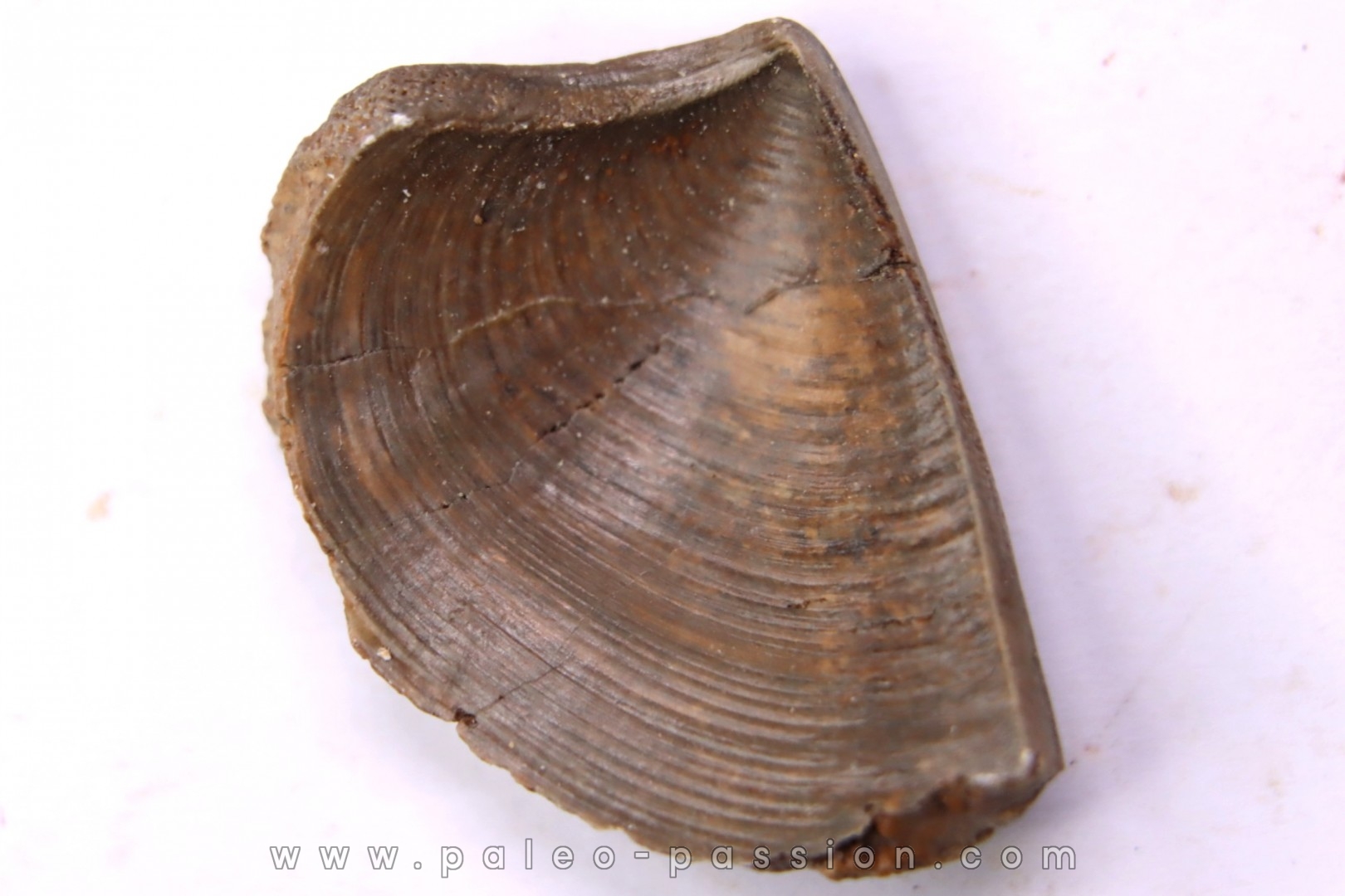 LAEVAPTYCHUS LATUS - Kimmeridgien Geisingen, Germany