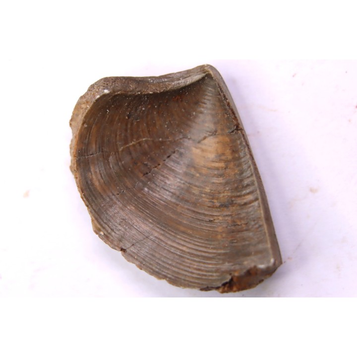 LAEVAPTYCHUS LATUS - Kimmeridgien  Geisingen, Germany