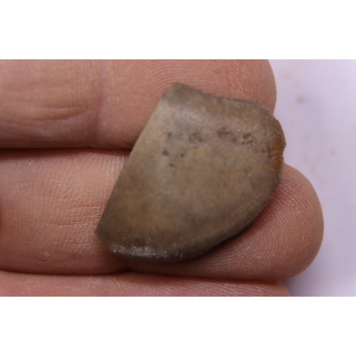 LAEVAPTYCHUS LATUS - Kimmeridgien  Geisingen, Germany