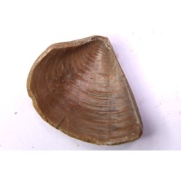 LAEVAPTYCHUS LATUS - Kimmeridgien  Geisingen, Germany