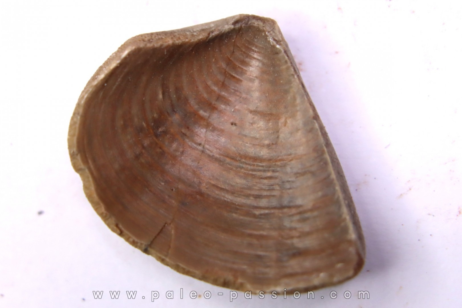 LAEVAPTYCHUS LATUS - Kimmeridgian Geisingen, Germany