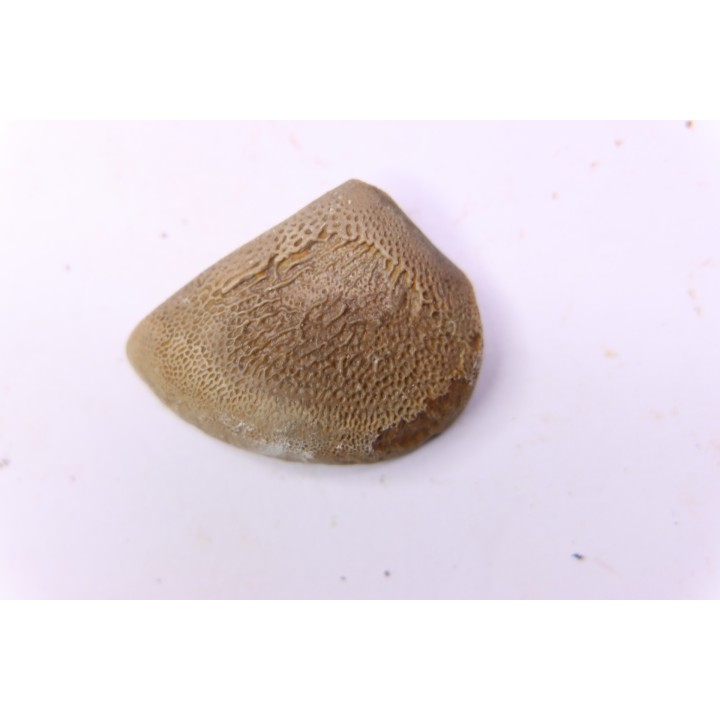 LAEVAPTYCHUS LATUS - Kimmeridgien  Geisingen, Germany