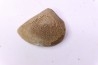 LAEVAPTYCHUS LATUS - Kimmeridgien Geisingen, Germany