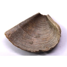 LAEVAPTYCHUS LATUS - Kimmeridgian  Geisingen, Germany