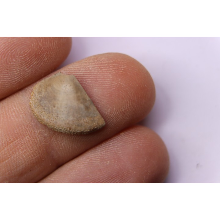 LAEVAPTYCHUS LATUS - Kimmeridgian  Geisingen, Germany