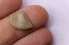 LAEVAPTYCHUS LATUS - Kimmeridgien Geisingen, Germany