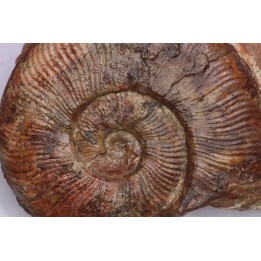 Pseudogrammoceras aff. fallaciosum - TOARCIEN - Carriere Belmont - LYON - FRANCE