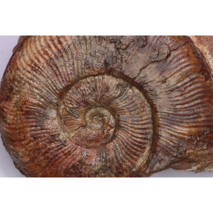 Pseudogrammoceras aff. fallaciosum - TOARCIEN - Carriere Belmont - FRANCE