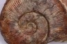 Pseudogrammoceras aff. fallaciosum - TOARCIEN - Carriere Belmont - FRANCE