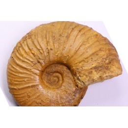 MESOPUZOSIA BELOENSIS - Turonien moyen - Betioky, MADAGASCAR
