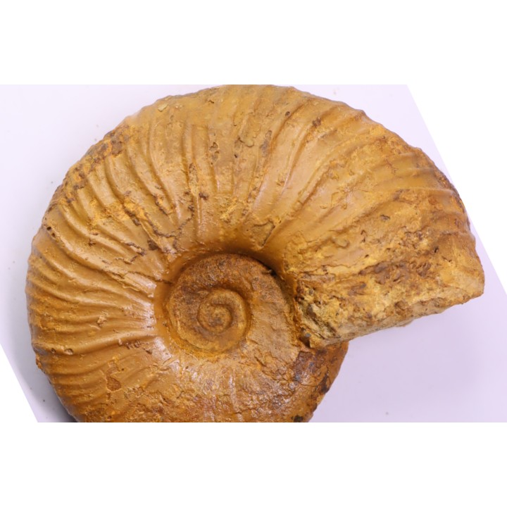 MESOPUZOSIA BELOENSIS - middle Turonian - Betioky, MADAGASCAR