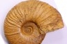 MESOPUZOSIA BELOENSIS - middle Turonian - Betioky, MADAGASCAR
