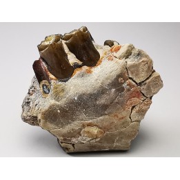 OREODONT : Merycoidodon culbersoni - Oligocene - Brule FMT - White River Badlands - S. Dakota, USA