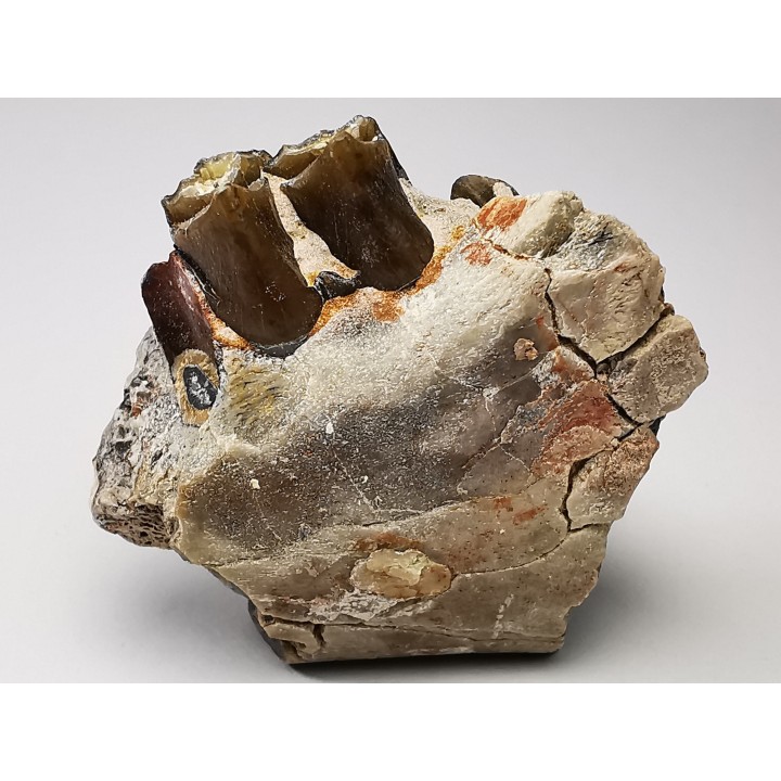 OREODONT : Merycoidodon culbersoni - Oligocene - Brule FMT - White River Badlands - S. Dakota, USA