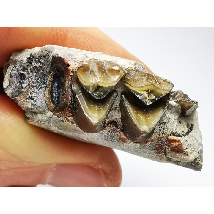 OREODONT : Merycoidodon culbersoni - Oligocene - Brule FMT - White River Badlands - S. Dakota, USA
