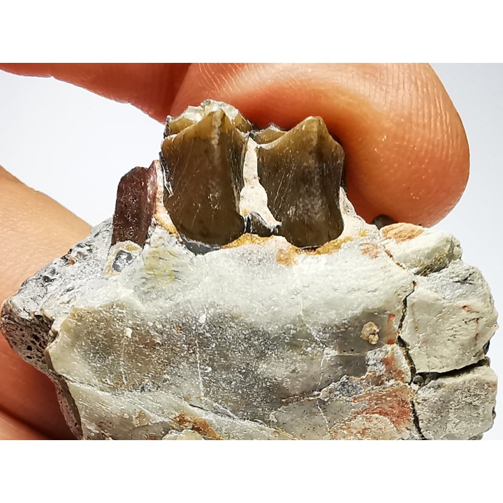 OREODONT : Merycoidodon culbersoni - Oligocene - Brule FMT - White River Badlands - S. Dakota, USA