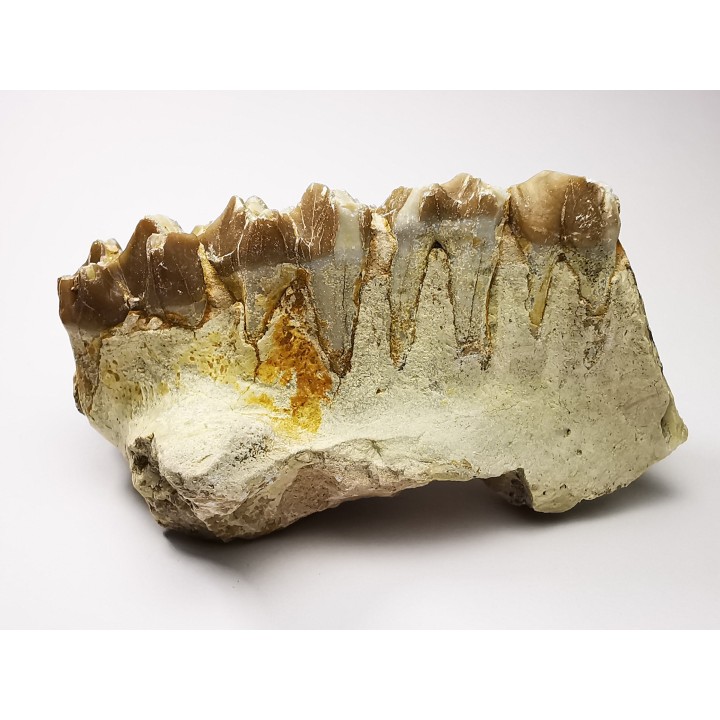 OREODONT : Merycoidodon culbersoni - Oligocene - Brule FMT - White River Badlands - S. Dakota, USA