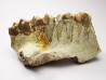 OREODONT : Merycoidodon culbersoni - Oligocene - Brule FMT - White River Badlands - S. Dakota, USA