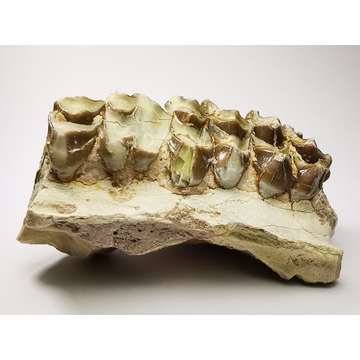 OREODONT : Merycoidodon culbersoni - Oligocene - Brule FMT - White River Badlands - S. Dakota, USA