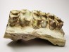 OREODONT : Merycoidodon culbersoni - Oligocene - Brule FMT - White River Badlands - S. Dakota, USA