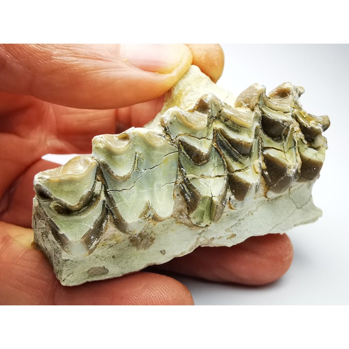 OREODONT : Merycoidodon culbersoni - Oligocene - Brule FMT - White River Badlands - S. Dakota, USA