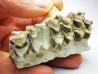 OREODONT : Merycoidodon culbersoni - Oligocene - Brule FMT - White River Badlands - S. Dakota, USA