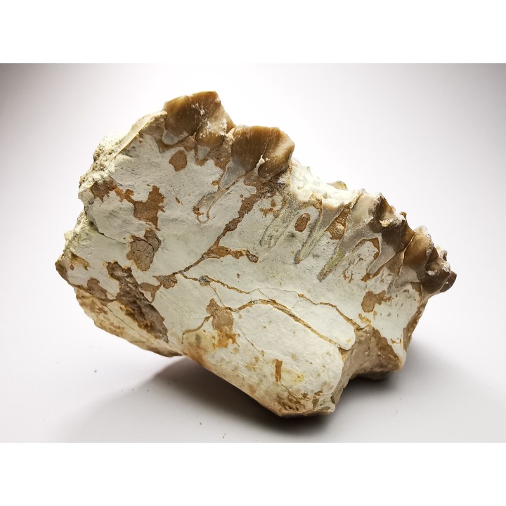 OREODONT : Merycoidodon culbersoni - Oligocene - Brule FMT - White River Badlands - S. Dakota, USA