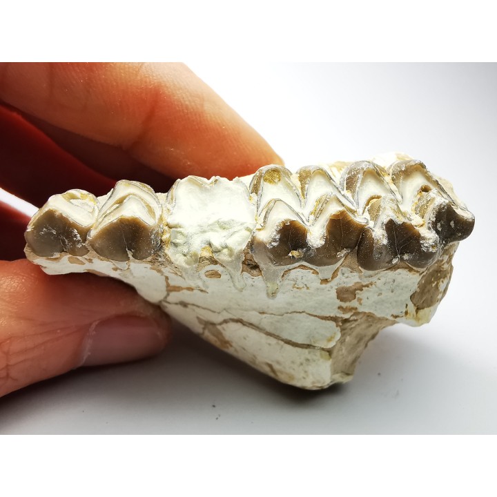 OREODONT : Merycoidodon culbersoni - Oligocene - Brule FMT - White River Badlands - S. Dakota, USA