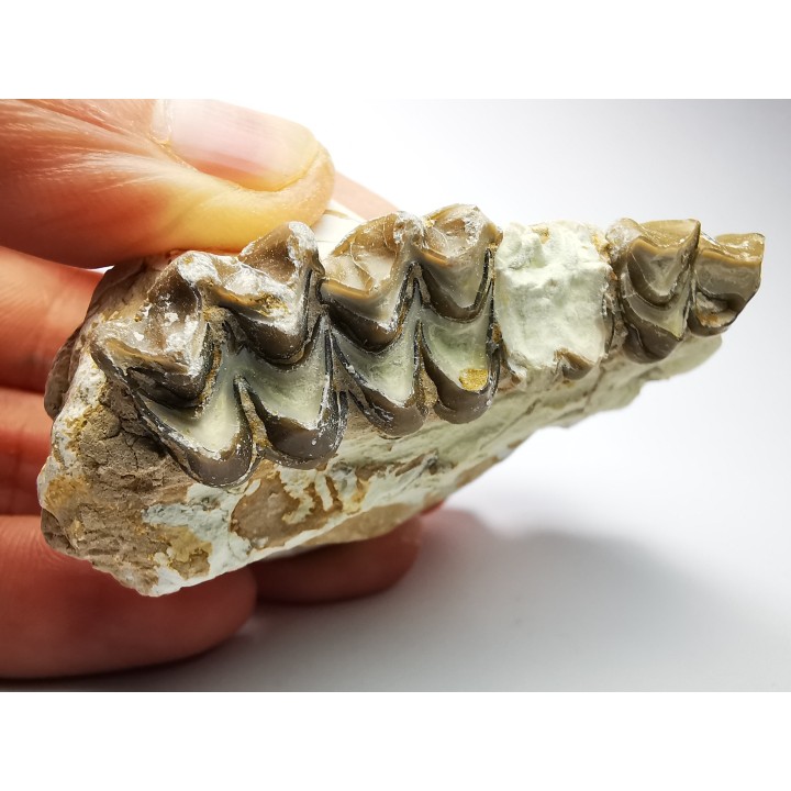 OREODONT : Merycoidodon culbersoni - Oligocene - Brule FMT - White River Badlands - S. Dakota, USA