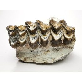 OREODONT : Merycoidodon culbersoni - Oligocene - Brule FMT - White River Badlands - S. Dakota, USA