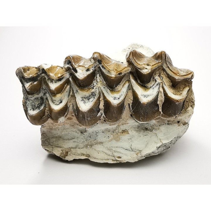 OREODONT : Merycoidodon culbersoni - Oligocene - Brule FMT - White River Badlands - S. Dakota, USA