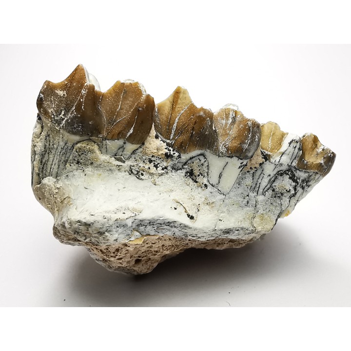 OREODONT : Merycoidodon culbersoni - Oligocene - Brule FMT - White River Badlands - S. Dakota, USA