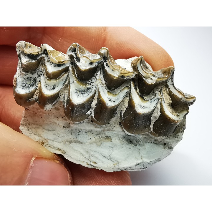 OREODONT : Merycoidodon culbersoni - Oligocene - Brule FMT - White River Badlands - S. Dakota, USA