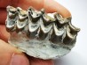 OREODONT : Merycoidodon culbersoni - Oligocene - Brule FMT - White River Badlands - S. Dakota, USA