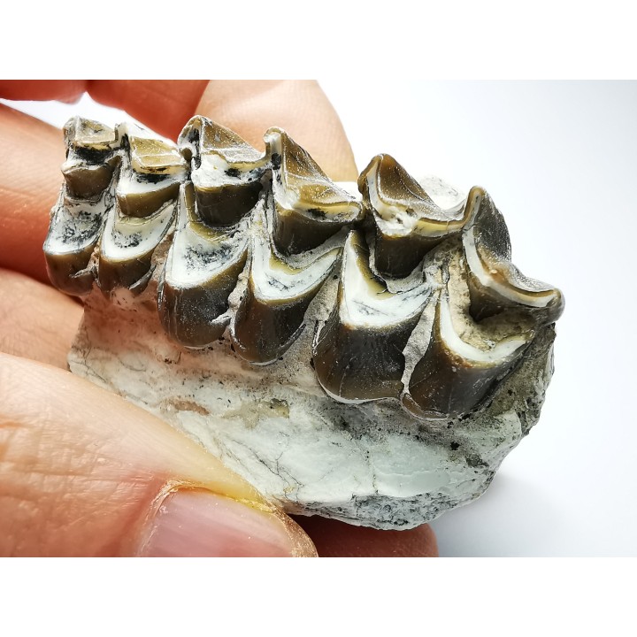 OREODONT : Merycoidodon culbersoni - Oligocene - Brule FMT - White River Badlands - S. Dakota, USA