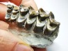 OREODONT : Merycoidodon culbersoni - Oligocene - Brule FMT - White River Badlands - S. Dakota, USA
