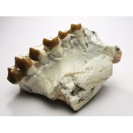 OREODONT : Merycoidodon culbersoni - Oligocene - Brule FMT - White River Badlands - S. Dakota, USA