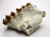 OREODONT : Merycoidodon culbersoni - Oligocene - Brule FMT - White River Badlands - S. Dakota, USA