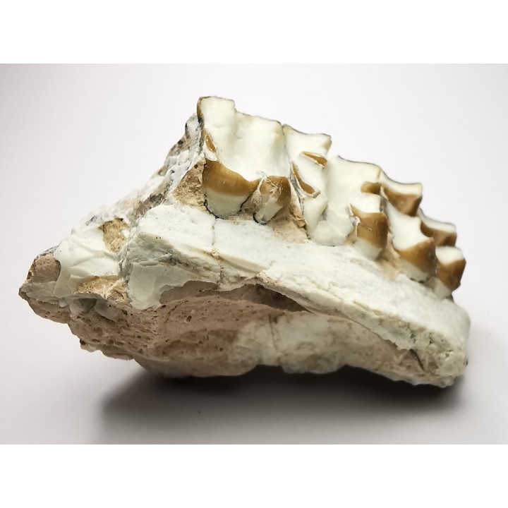 OREODONT : Merycoidodon culbersoni - Oligocene - Brule FMT - White River Badlands - S. Dakota, USA