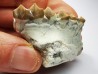 OREODONT : Merycoidodon culbersoni - Oligocene - Brule FMT - White River Badlands - S. Dakota, USA
