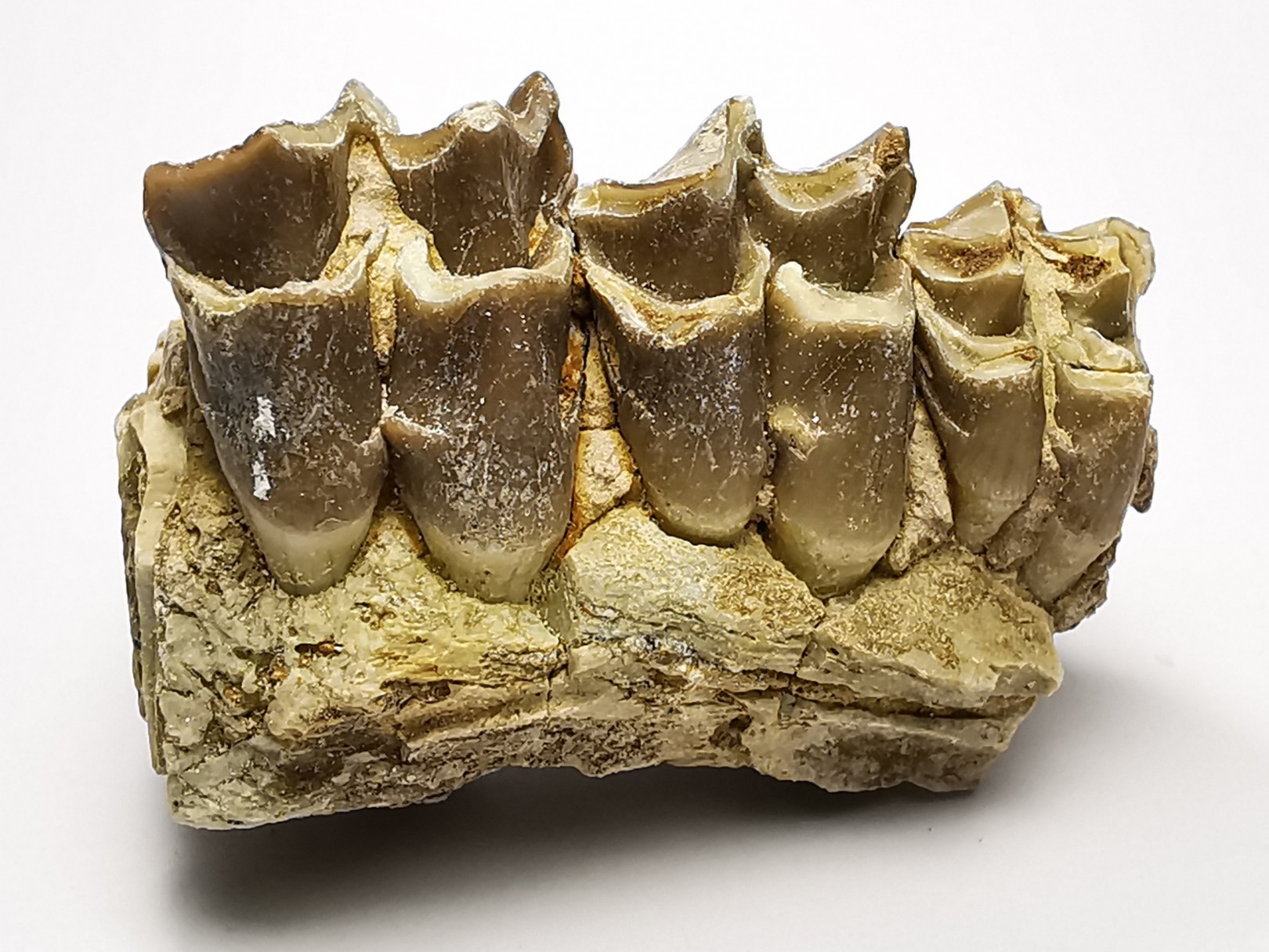 OREODONTE : Merycoidodon culbersoni - Oligocène - Brule FMT - White River Badlands - S. Dakota, USA