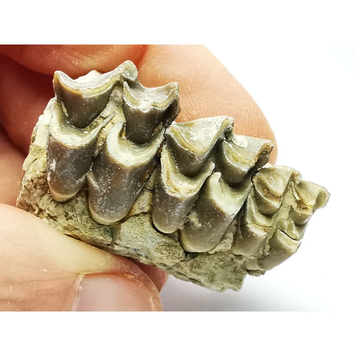 OREODONT : Merycoidodon culbersoni - Oligocene - Brule FMT - White River Badlands - S. Dakota, USA