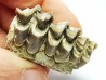 OREODONT : Merycoidodon culbersoni - Oligocene - Brule FMT - White River Badlands - S. Dakota, USA