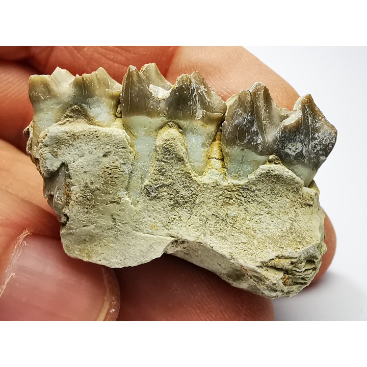 OREODONTE : Merycoidodon culbersoni - Oligocène - Brule FMT - White River Badlands - S. Dakota, USA