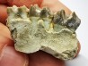 OREODONT : Merycoidodon culbersoni - Oligocene - Brule FMT - White River Badlands - S. Dakota, USA