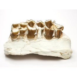 OREODONT : Merycoidodon culbersoni - Oligocene - Brule FMT - White River Badlands - S. Dakota, USA